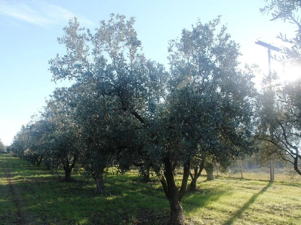 Plot - Grekodom 8162|100980