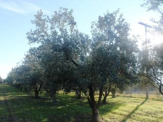 Plot - Grekodom 8162|100980