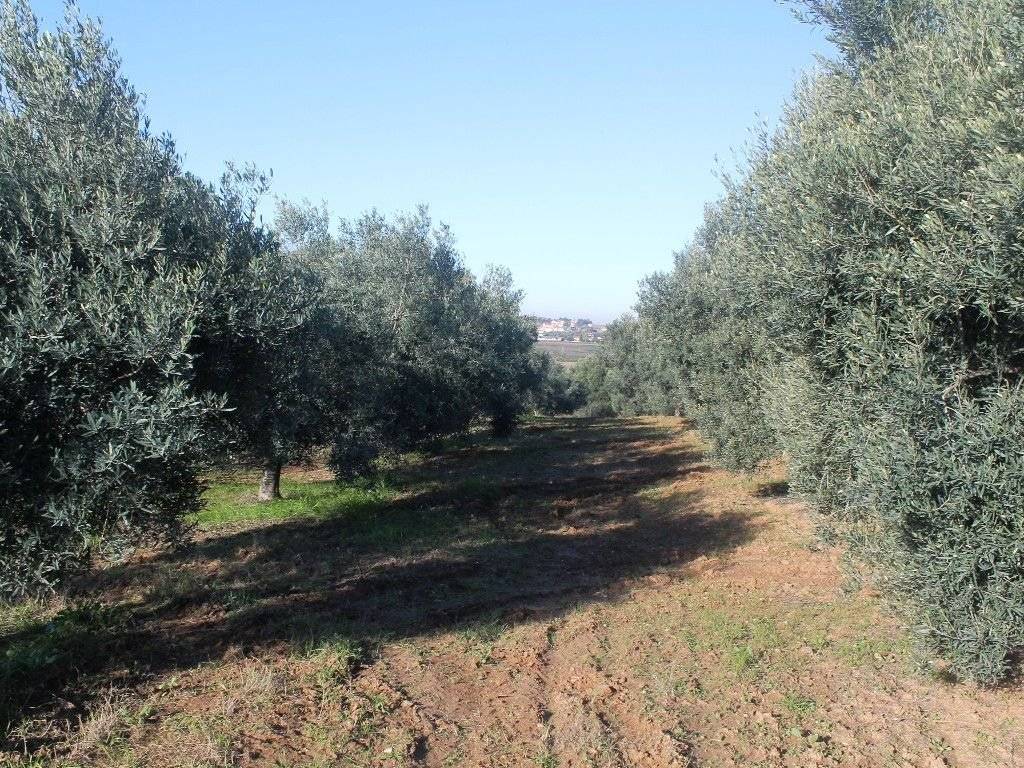 Plot - Grekodom 8160|100924