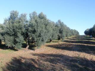 Plot - Grekodom 8160|100925