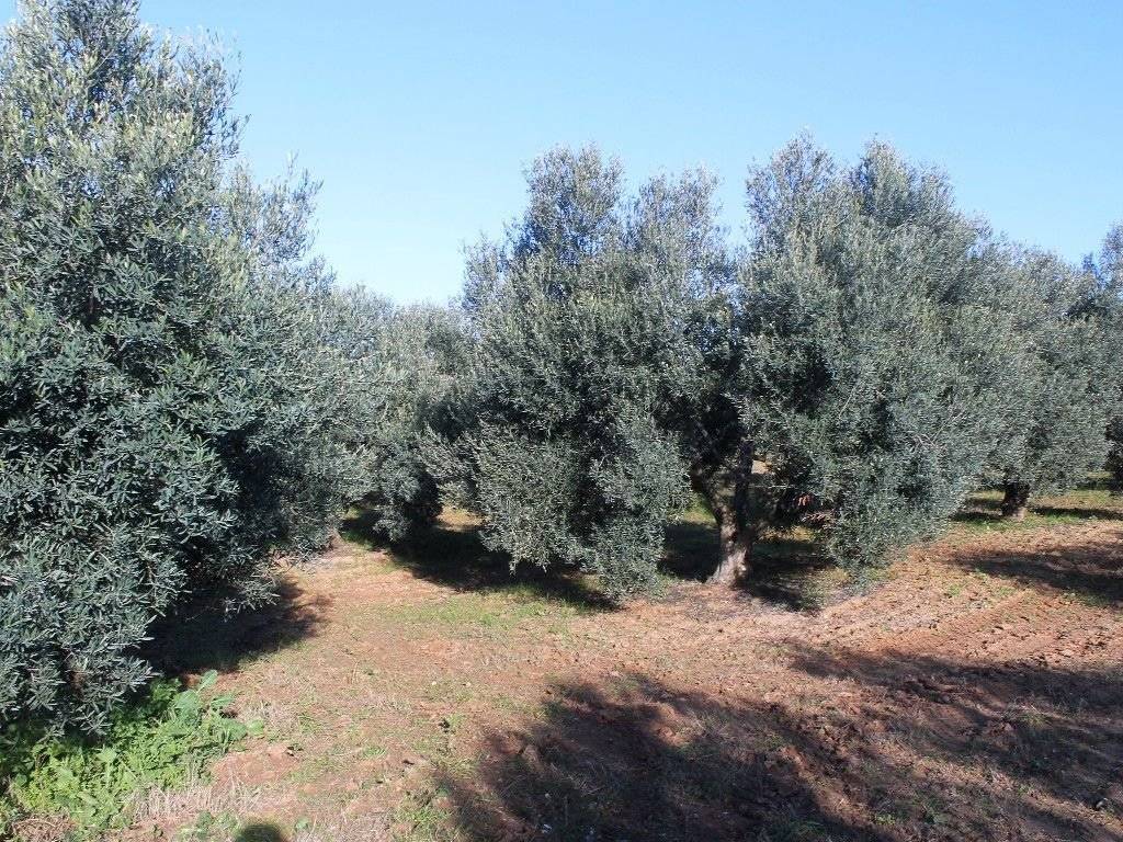 Plot - Grekodom 8160|100926