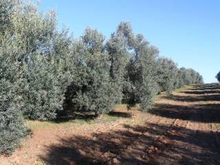 Plot - Grekodom 8160|100927