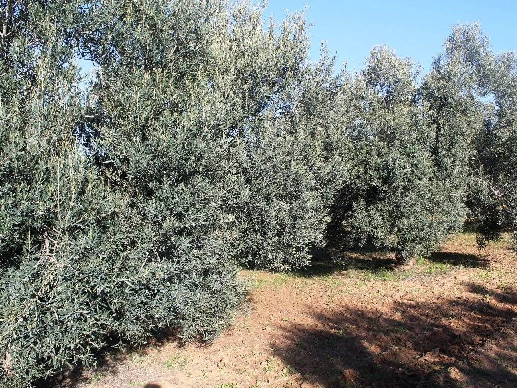 Plot - Grekodom 8160|100928