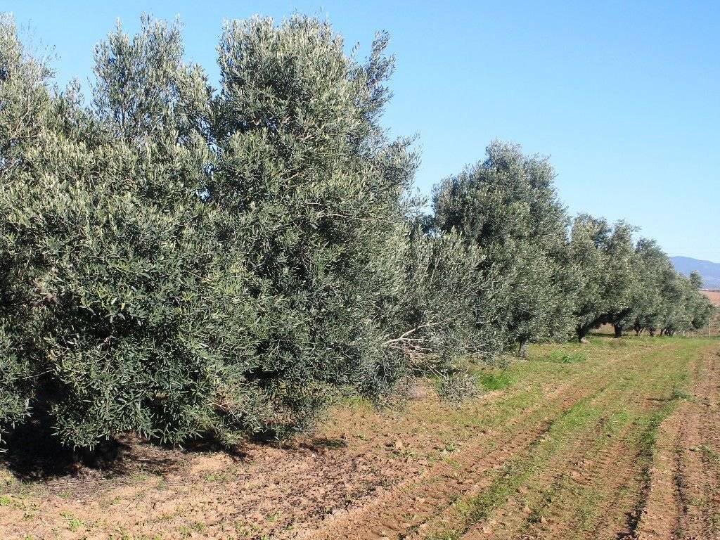 Plot - Grekodom 8160|100932