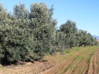 Plot - Grekodom 8160|100932