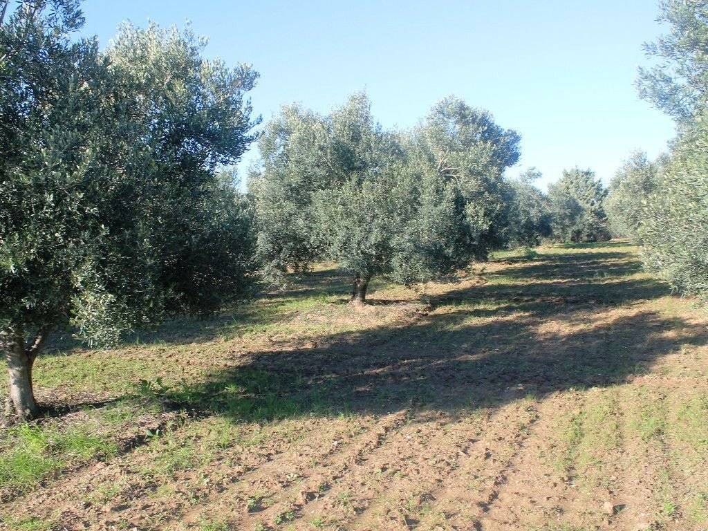 Plot - Grekodom 8160|100936