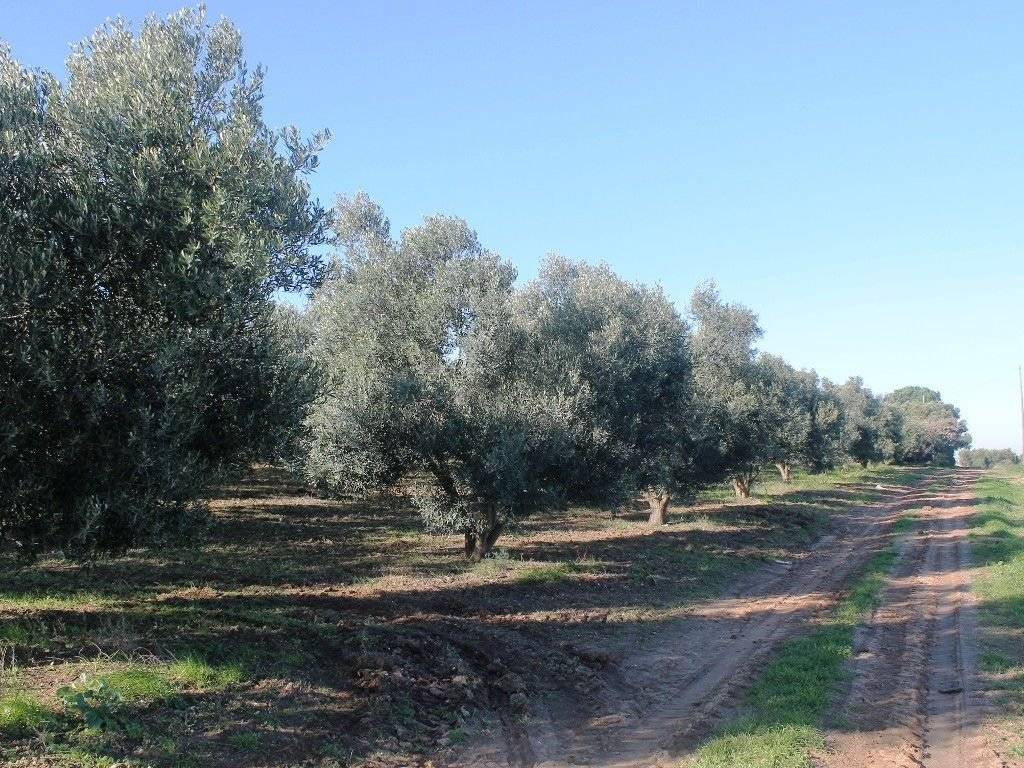 Plot - Grekodom 8160|100938