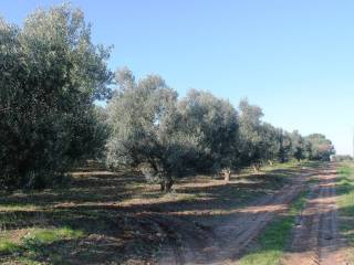 Plot - Grekodom 8160|100938