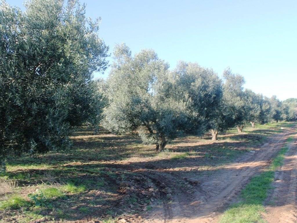 Plot - Grekodom 8160|100939