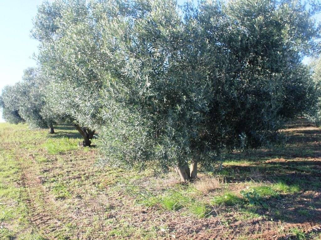 Plot - Grekodom 8160|100941