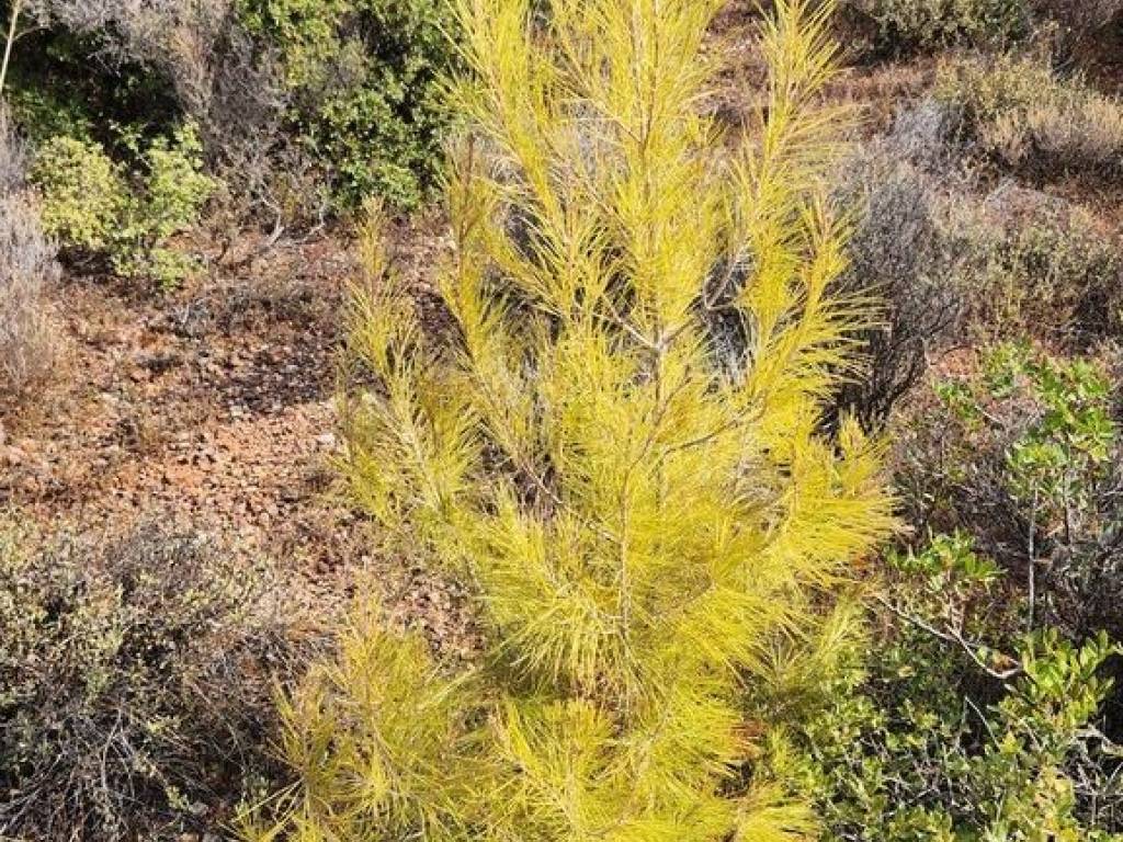 Plot - Grekodom 57227|839318