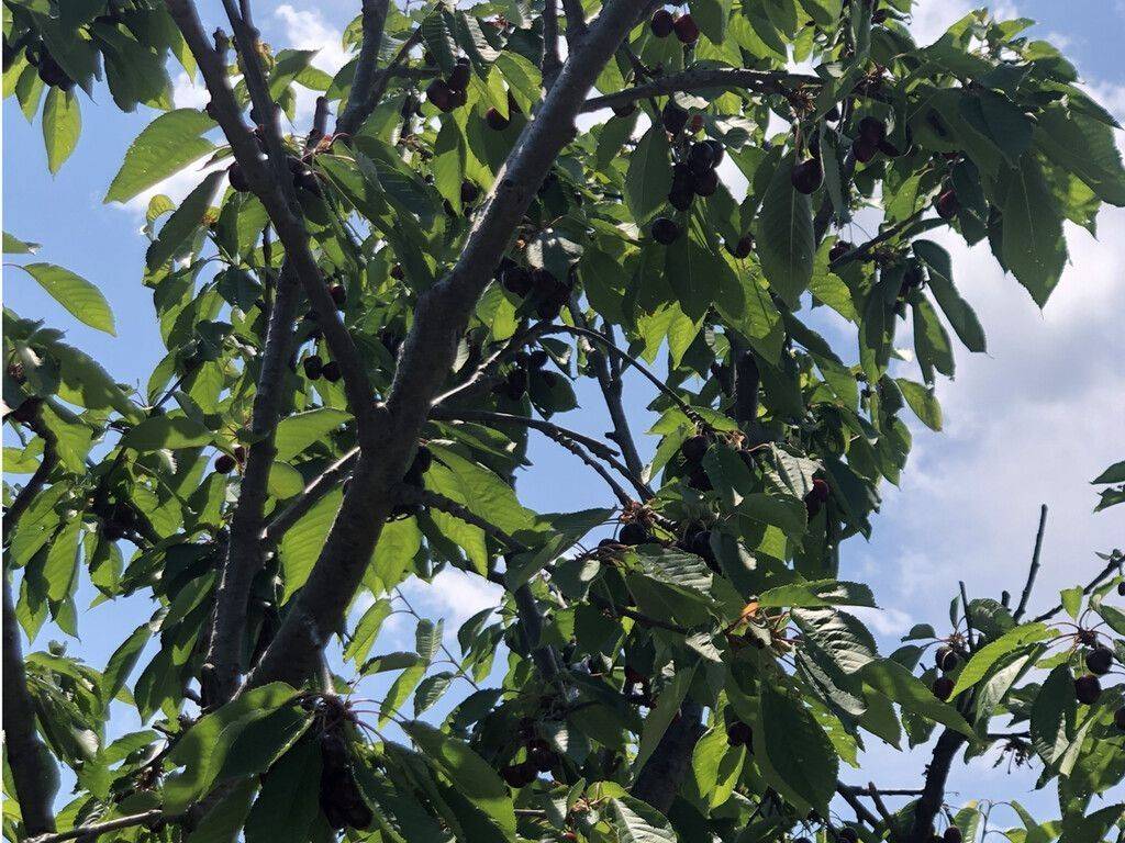 Plot - Grekodom 58475|841993