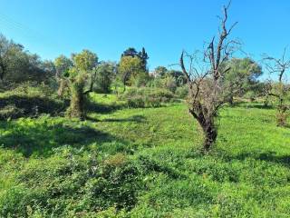 Plot - Grekodom 61456|926250