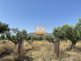 Παλαιόκαστρο, Αγροτεμάχιο, 1.000 τ.μ.