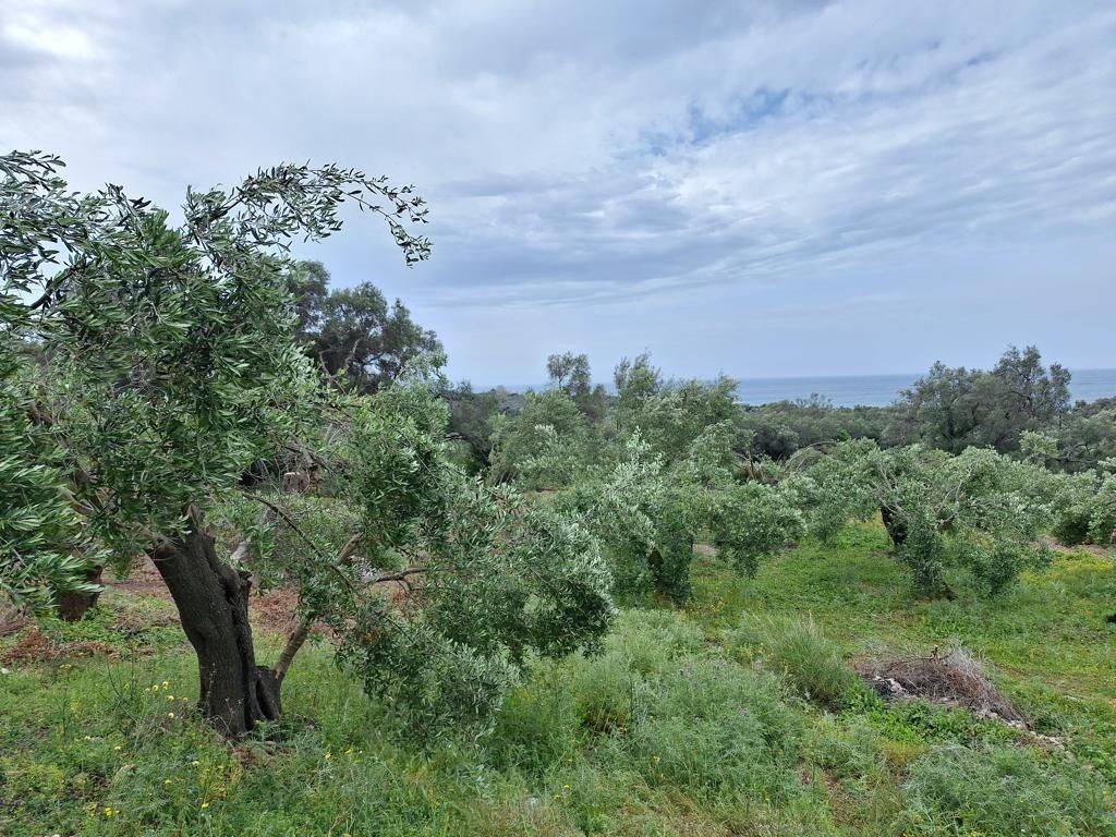 Plot - Grekodom 62957|975279