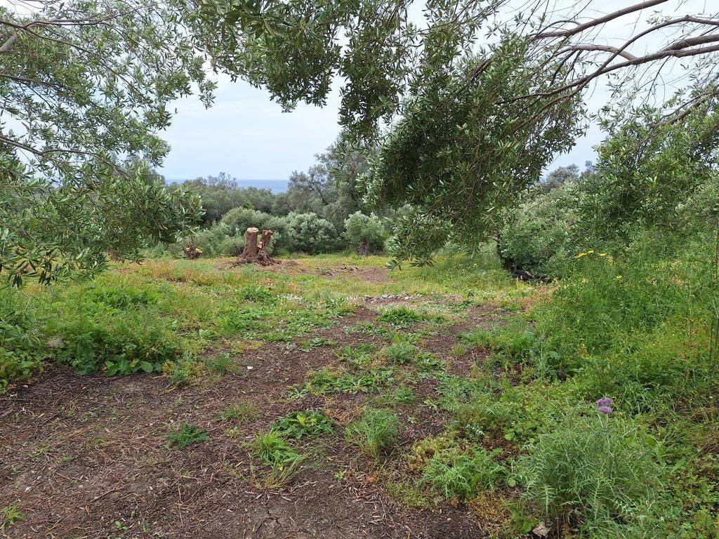 Plot - Grekodom 62957|975278