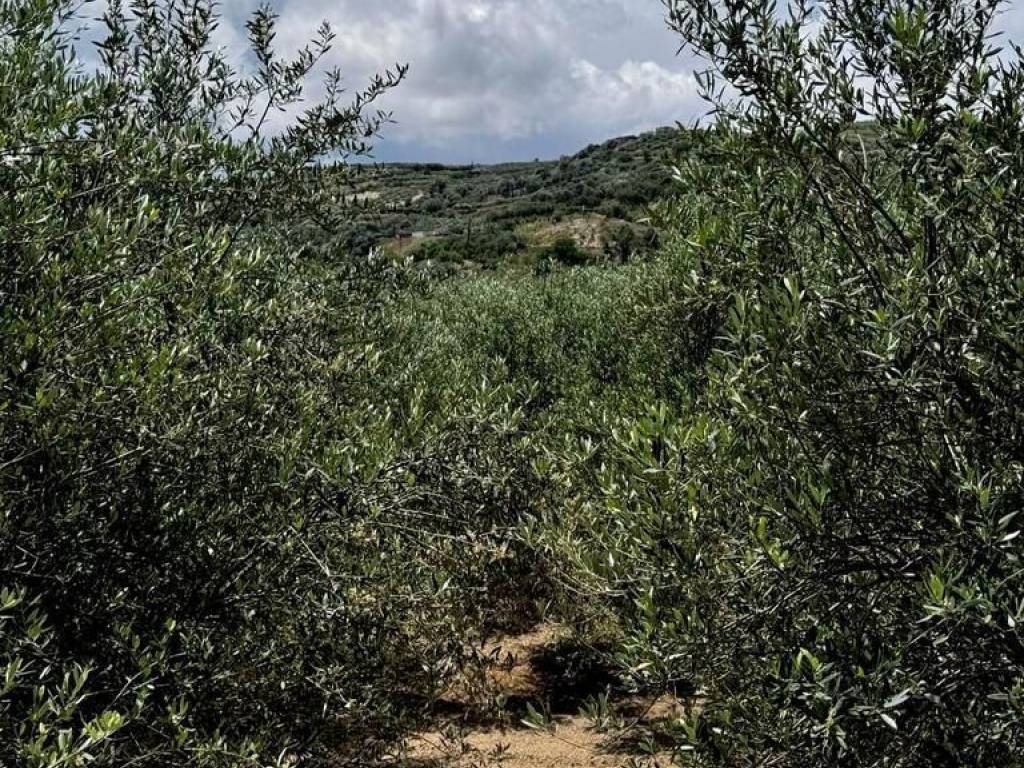 Villa - Grekodom 63137|982976