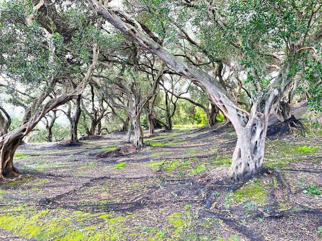 Plot - Grekodom 63230|983792