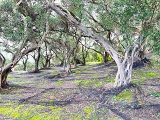 Plot - Grekodom 63230|983792