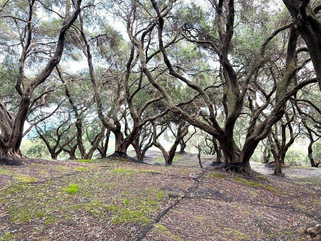 Plot - Grekodom 63230|983797