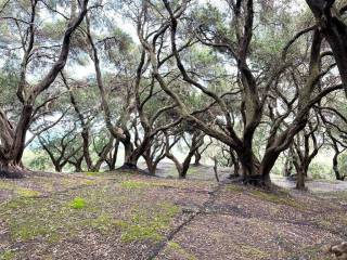 Plot - Grekodom 63230|983797