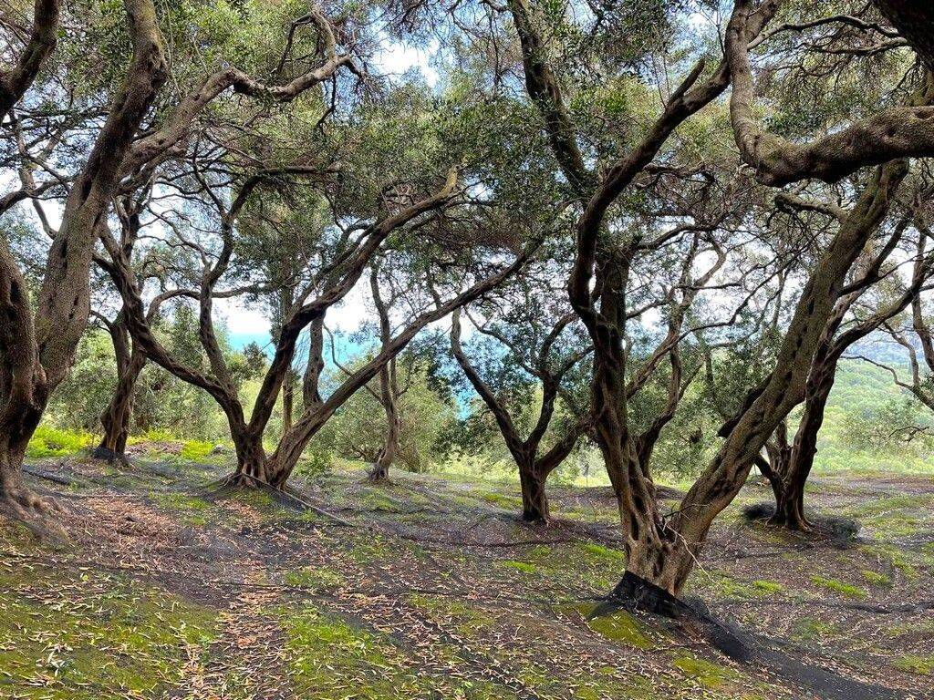 Plot - Grekodom 63230|983798