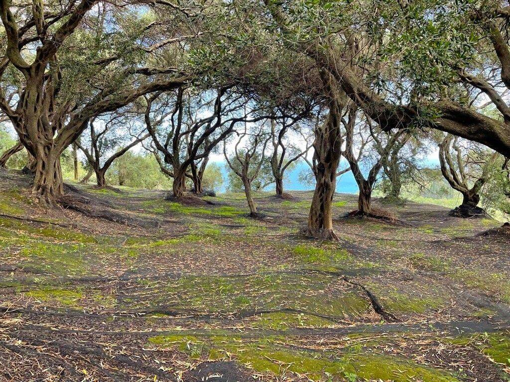 Plot - Grekodom 63230|983799