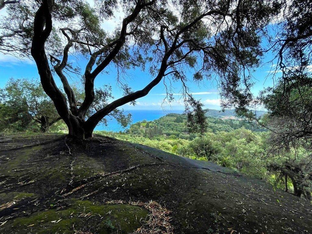 Plot - Grekodom 63230|983802