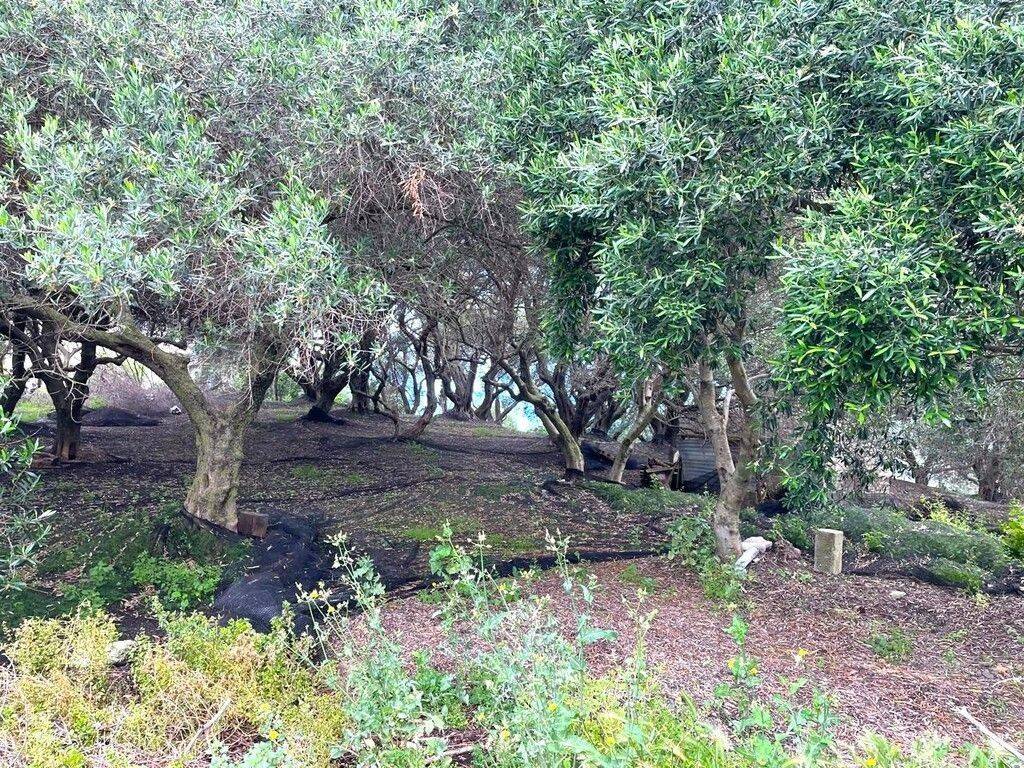 Plot - Grekodom 63229|983821