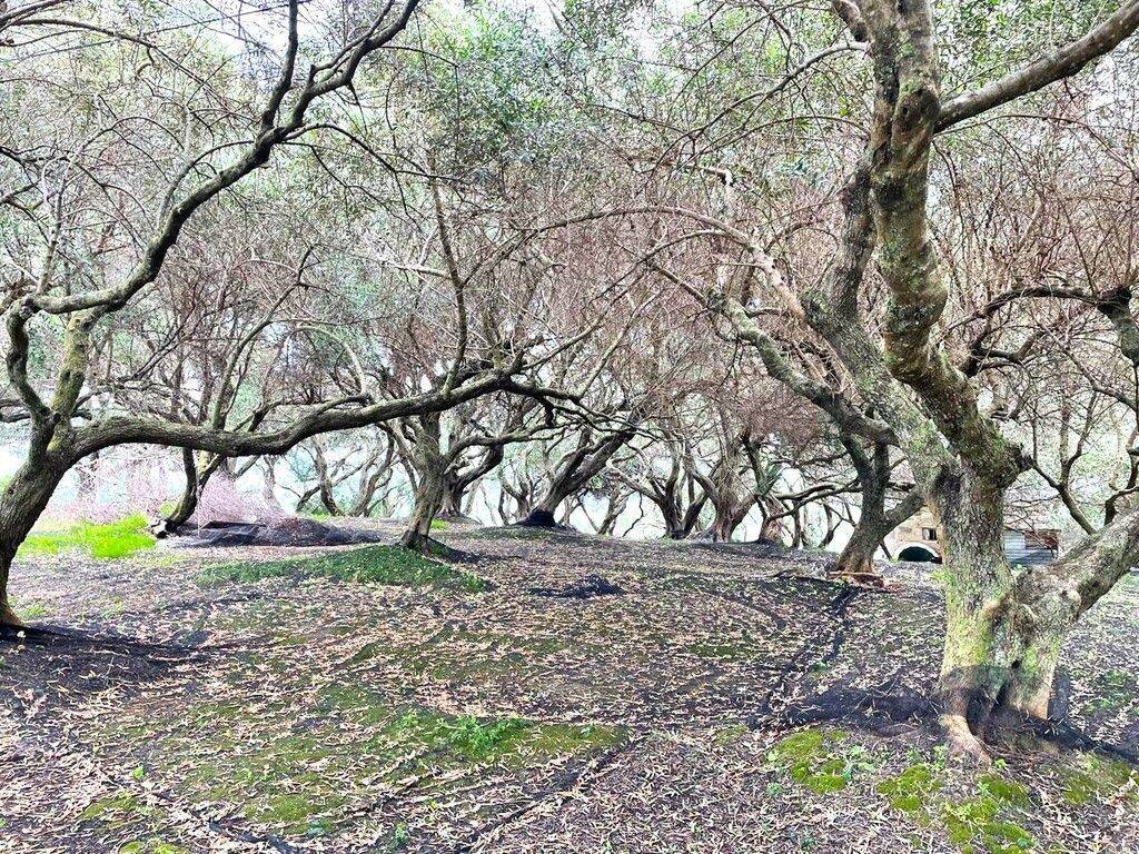 Plot - Grekodom 63229|983810