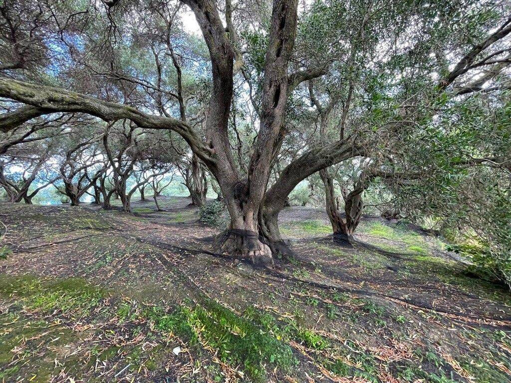 Plot - Grekodom 63229|983812