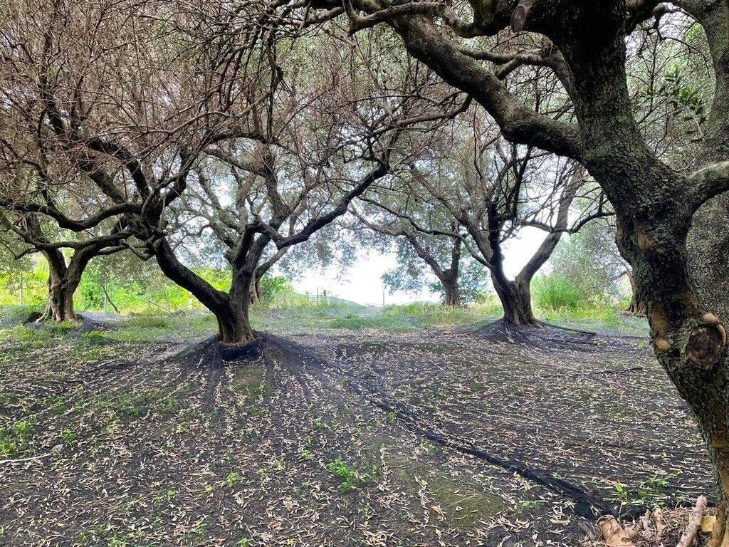 Plot - Grekodom 63229|983813