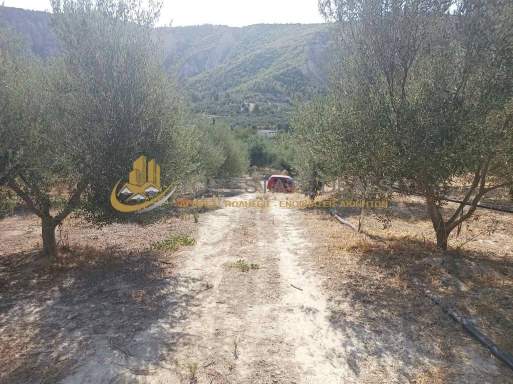 Dromos oikopedoy - elies