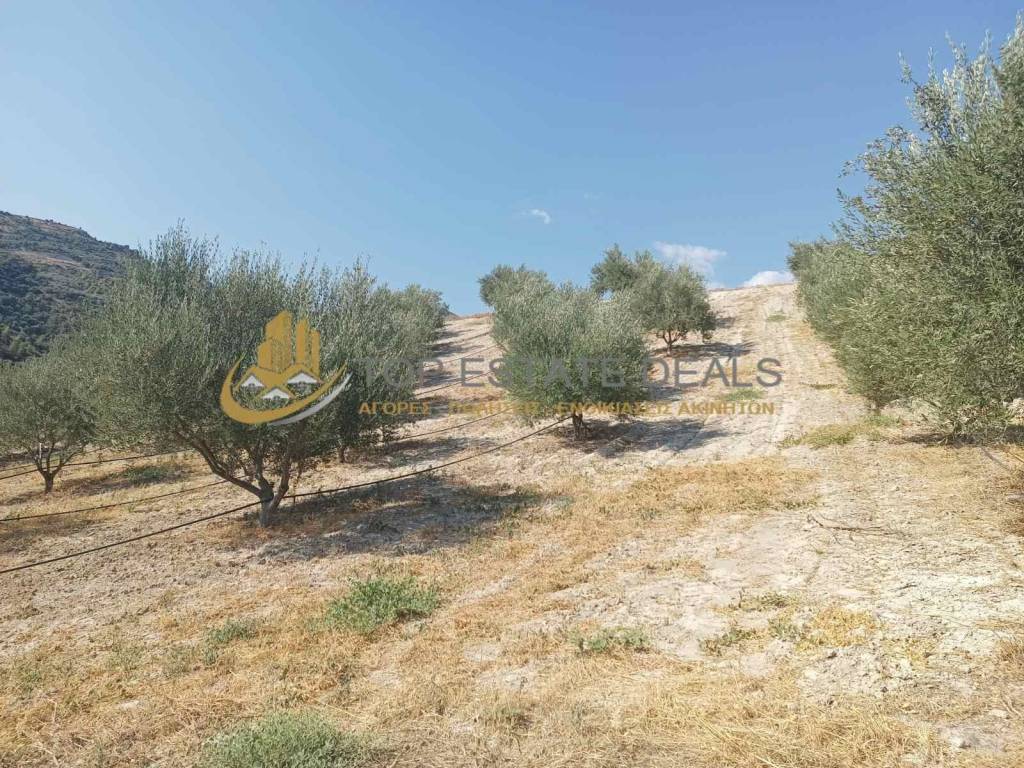 oikopedo -elies-aytomato potisma