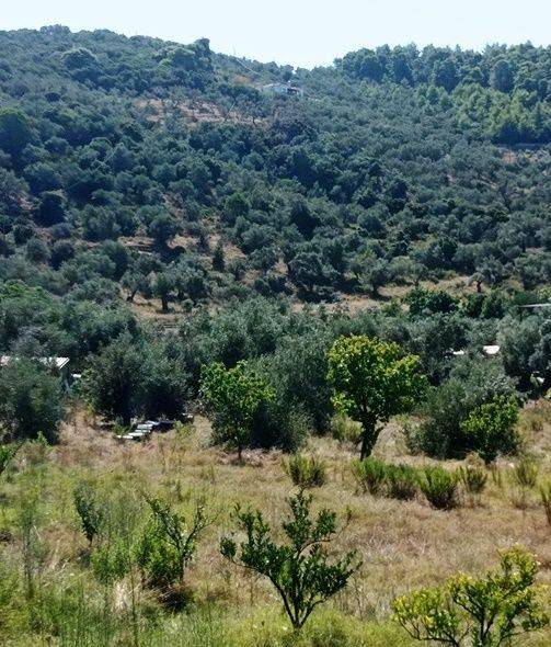 ΚΤΗΜΑ-ΕΛΙΕΣ