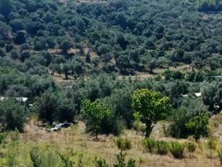 ΚΤΗΜΑ-ΕΛΙΕΣ