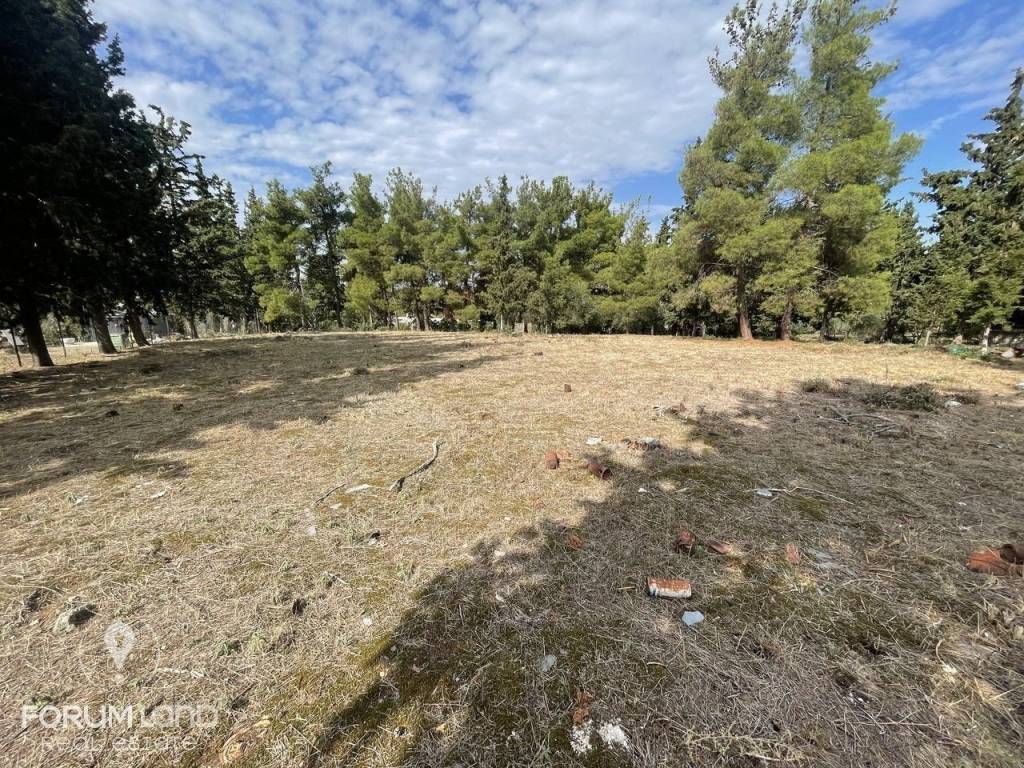 Forumland Real Estate, Αγροτεμάχιο