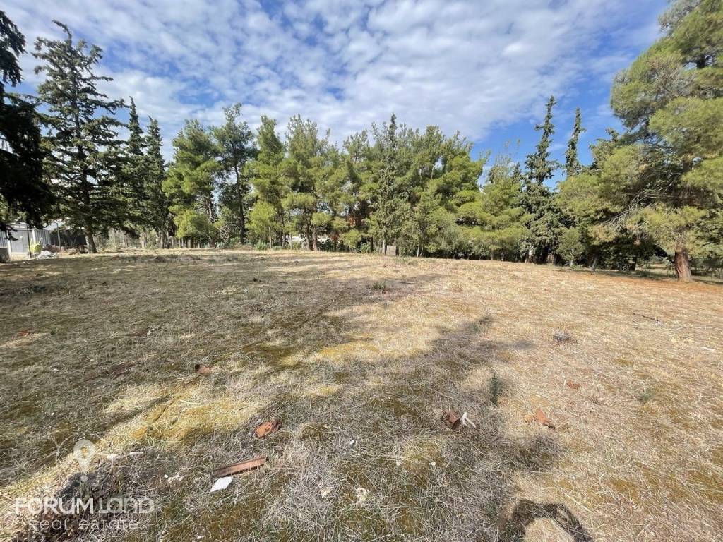 Forumland Real Estate, Αγροτεμάχιο