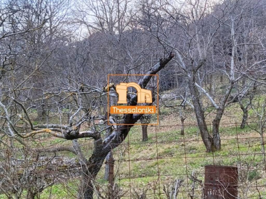 Λιτόχωρο, Αγροτεμάχιο, 4.000 τ.μ.