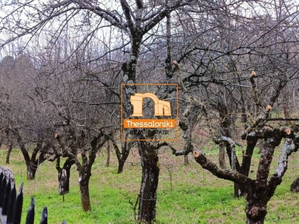 Λιτόχωρο, Αγροτεμάχιο, 4.000 τ.μ.