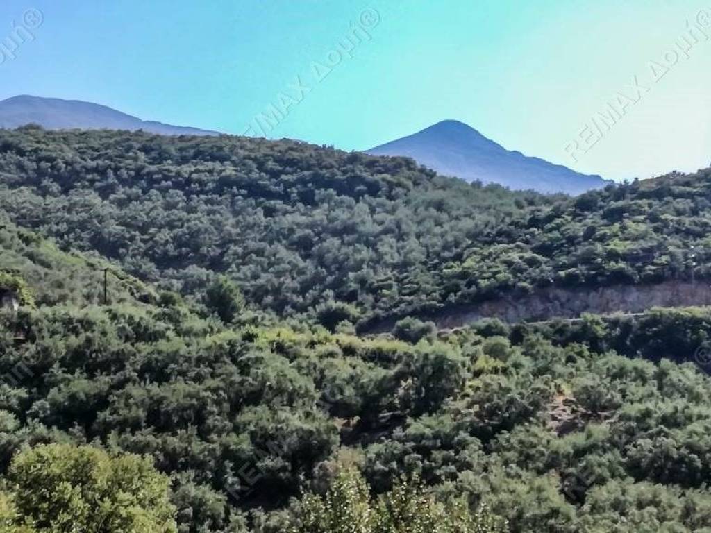 Αγροτεμάχιο | 9724τ.μ. | 38000 €