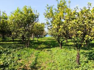 Το οικόπεδο με τα δέντρα του