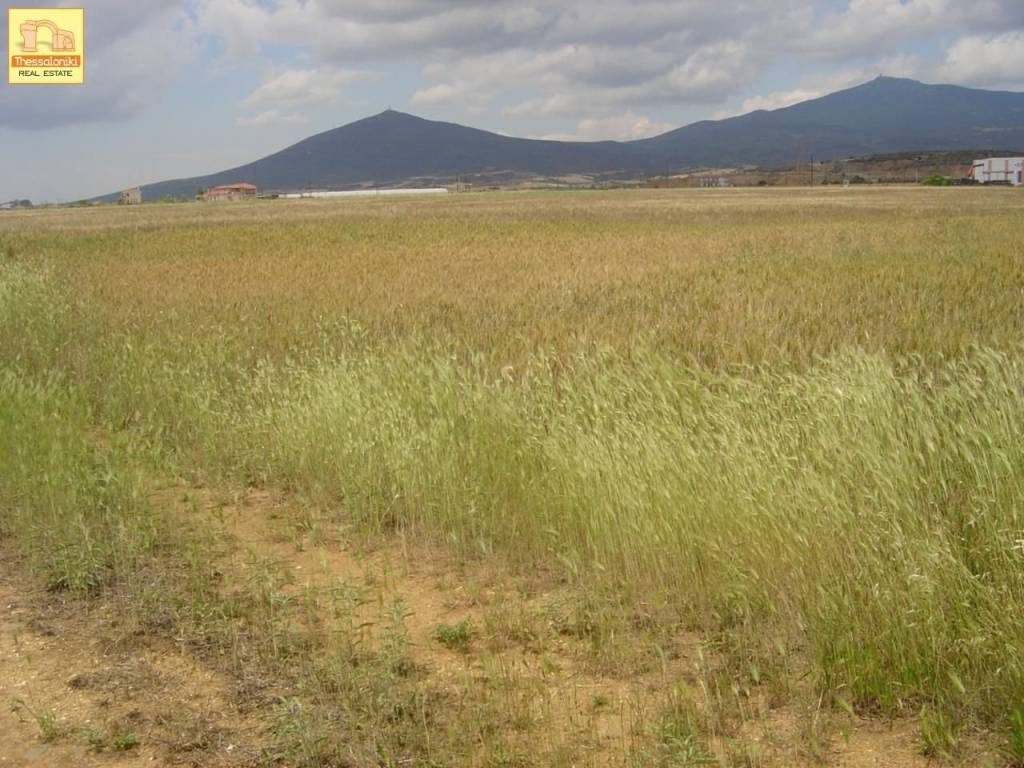 Βασιλικά, Αγροτεμάχιο, 8.469 τ.μ.