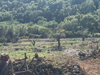 Terrain and landscape