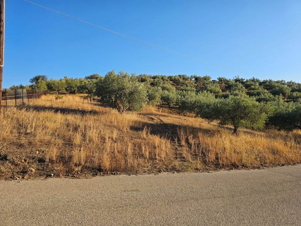 prime and buildable plot of land