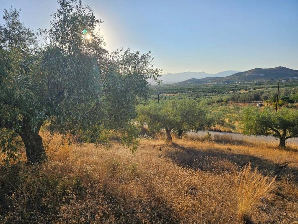 prime and buildable plot of land