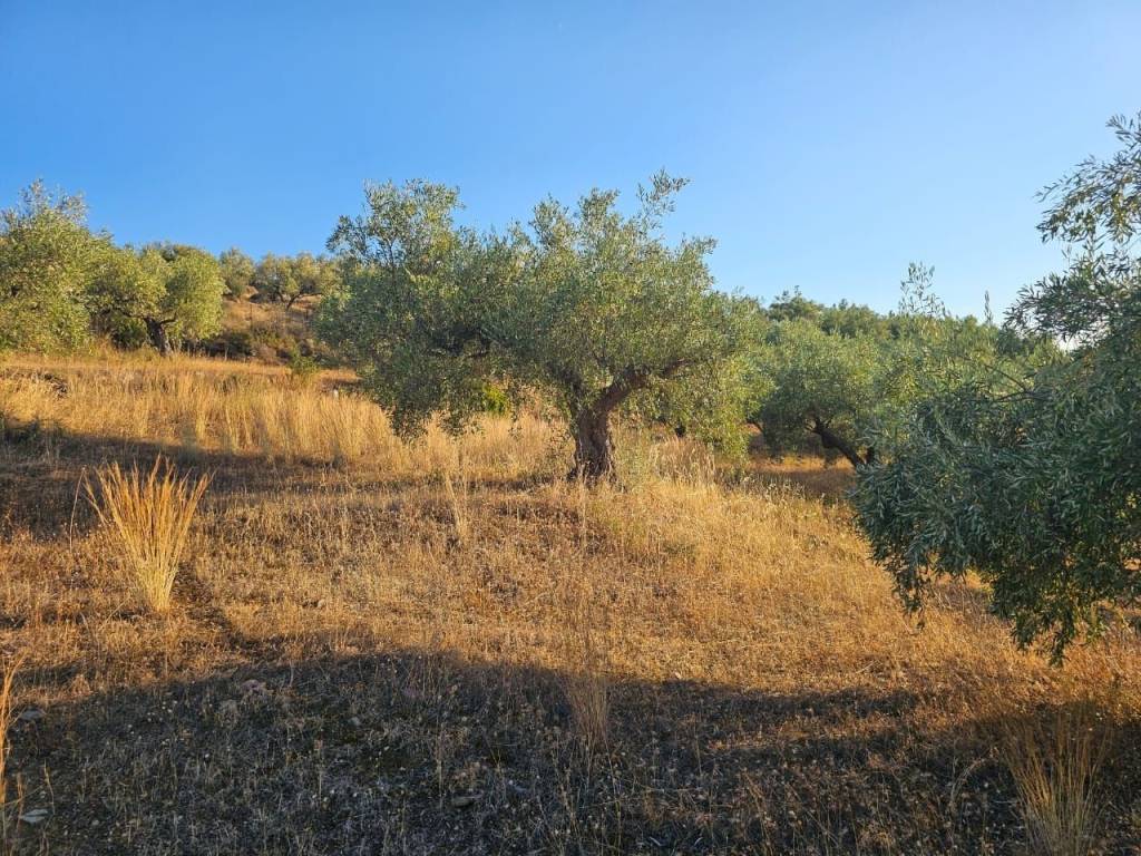 prime and buildable plot of land