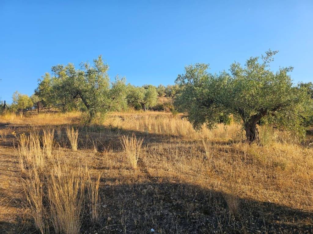 prime and buildable plot of land