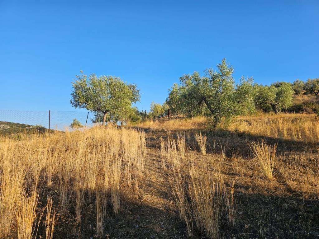 prime and buildable plot of land