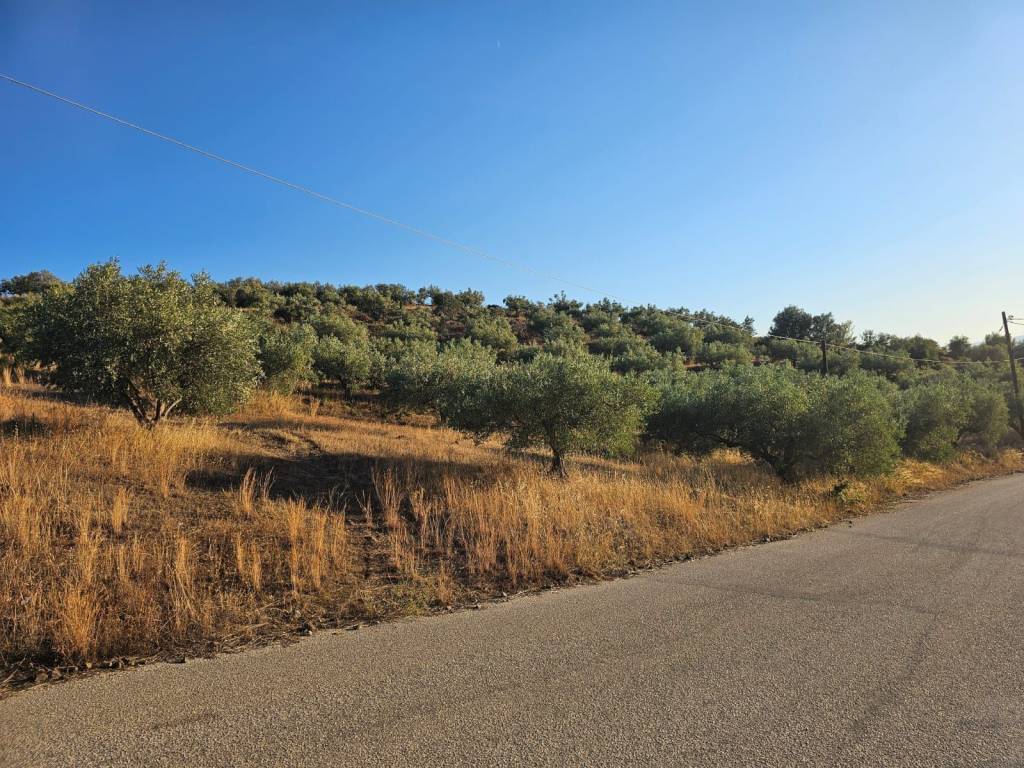 prime and buildable plot of land